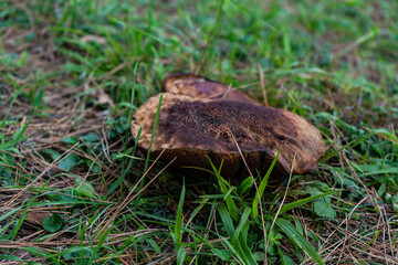 Obraz premium Non-Bitter Tylopilus in the forest