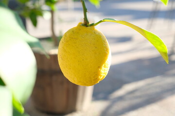 yellow lemon on the branch in the home garden

