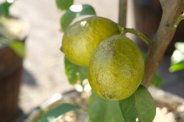 green lemon on the tree
