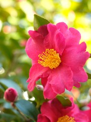Obraz premium pink camellia sasanqua in full blooming