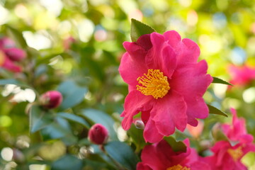 pink camellia sasanqua in full blooming