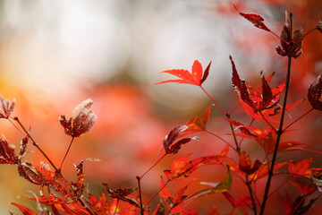 Autumn, close-up of maple trees, the season of autumn leaves