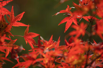 Autumn, close-up of maple trees, the season of autumn leaves