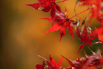 Autumn, close-up of maple trees, the season of autumn leaves
