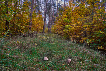 Kolorowe drzewa liściaste i grzyby, jesienne kolory Puszczy Noteckiej, Dolina rzeki Noteć, Polska, Europa © Zbigniew