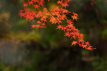 Autumn, close-up of maple trees, the season of autumn leaves