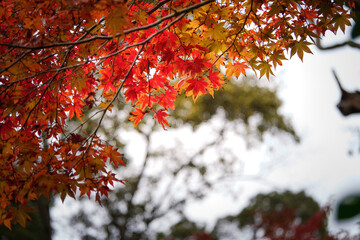 Autumn, close-up of maple trees, the season of autumn leaves
