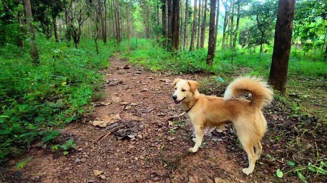 Description
4K footage of a small gray dog sitting peacefully under a tree, surrounded by lush green forest and natural light. The scene reflects tranquility, freshness, and the simple beauty of anima