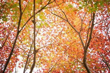 Autumn leaves, sunlight, the beautiful season of fall