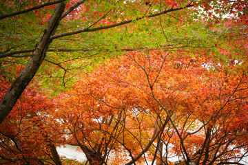 Autumn leaves swaying in the wind