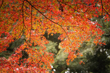 Autumn leaves, sunlight, the beautiful season of fall
