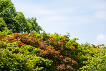 Fototapeta premium Colorful leaves, beginning of autumn season with sky in the background