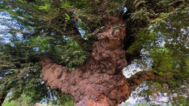 A slow panning shot of the massive, textured trunk of Tamarindus indica (tamarind) tree, highlighting its age, strength, and the dense canopy of green leaves above.