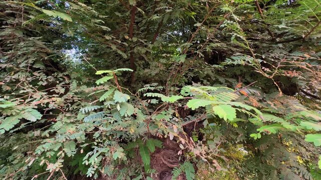 Camera circling around the dense canopy of Tamarindus indica (tamarind) tree, a tropical species valued in Indian cuisine for its sour fruit and culinary use.
