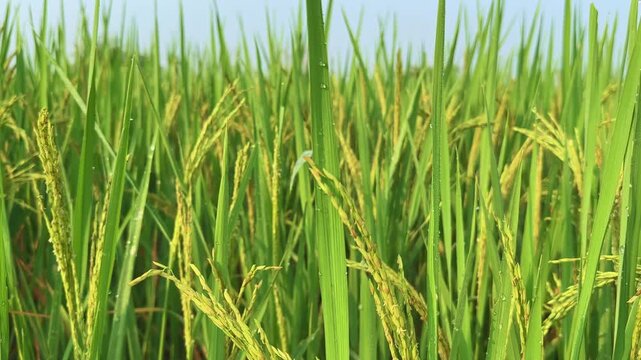 The camera glides slowly from left to right across a vibrant paddy capturing the golden grains heavy with morning dew. Each droplet sparkles in the soft light