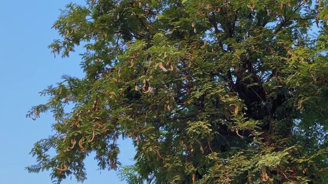 A Tamarindus indica tree full of ripened pods and blossoms under a clear blue sky, showcasing the tropical beauty and culinary importance of tamarind in Indian cooking.