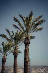 Palm trees