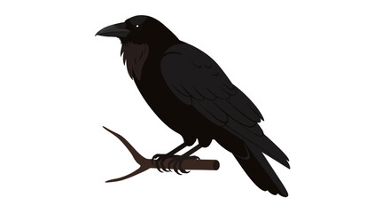 Obraz premium A solitary black crow perched on a branch, isolated on a white background.