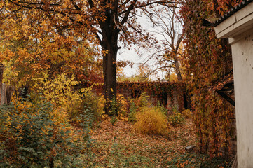 Obraz premium autumn in the park