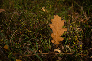 fallen autumn leaves