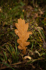 autumn leaves on the ground