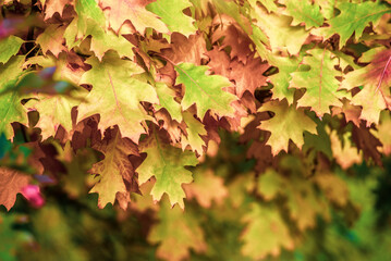Red oak leaves on blue sky background
