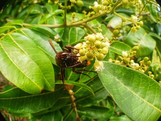 nectar-sucking wasps from flowering plants