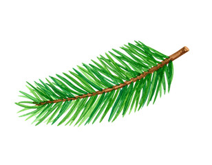 Spruce branch, Christmas tree branch isolated on white background. Cut out watercolor picture of a New Year's twig.
