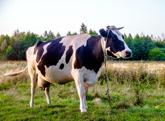 Fototapeta premium A cow is grazing in a meadow 