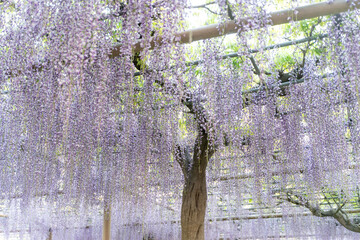 Enchanting wisteria blossoms in full bloom③