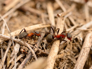 Red wood ants working on ground macro close up