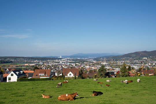 Schweiz, Pfeffingen, Baselland, Baselbiet, Wiese, Weide, K&uuml;he, Kuhweide, Aglo, Aglomeration, Weitsicht, Fernsicht, Einfamillienh&auml;user, Wohnquartiere, Dorf, D&ouml;rfer, Stadt, Basel, Baselstadt, Rochet&uuml;rme