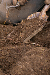 An archaeologist's trowel full of soil and roots during excavation The Process of Digging Up History