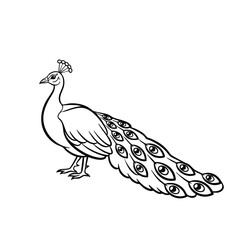 Elegant peacock with detailed feathers showcasing vibrant eye patterns and a graceful stance in a minimalistic style