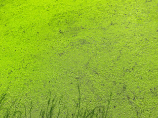 Bright Green Duckweed Covering Pond Surface