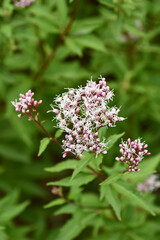 コバノフジバカマ　Fortune's Eupatorium