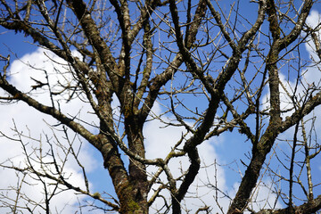 Barren Tree Branches Against Blue Sky and Clouds