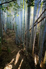 Selbstklebende Fototapeten Bambus The photo shows bamboo forest near Kyoto, Japan.  © Tomas