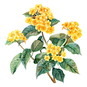 Watercolor Yellow Dombeya Flowers with Green Leaves on transparent background