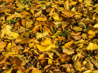 Bright Golden Autumn Leaves Ground Texture Background
