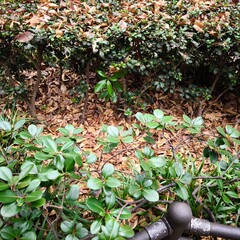 植え込みの常緑低木と落ち葉の地表 / Evergreen Shrubs with Fallen Leaves Ground Cover, Japan