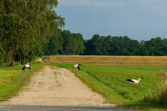 White storks are standing on a rural dirt road beside a green meadow and golden fields. Scenic countryside landscape with birds, gravel path, harvested farmland, and dense forest under an overcast sky