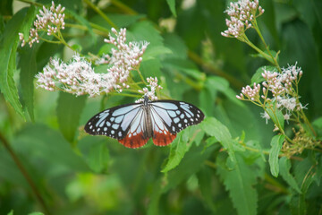 フジバカマとアサギマダラ