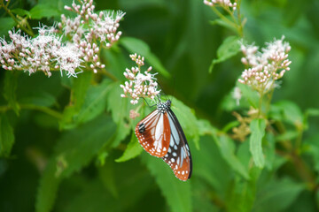 フジバカマとアサギマダラ