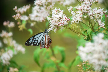 フジバカマとアサギマダラ