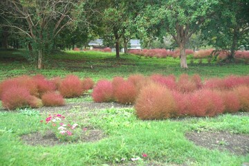 馬見丘陵のコキア