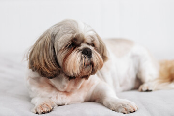 A close-up of a cute Shih Tzu dog