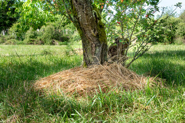 Mulching around tree trunks to protect from cold and heat, save water and nourish the soil