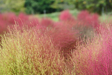 馬見丘陵のコキア