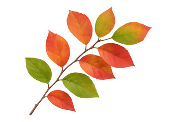 Fototapeta premium Autumn branch displaying colorful green, orange, and red leaves against a transparent background